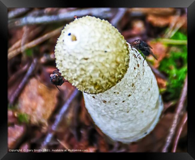 Stinkhorn Fungi Closeup Framed Print by GJS Photography Artist