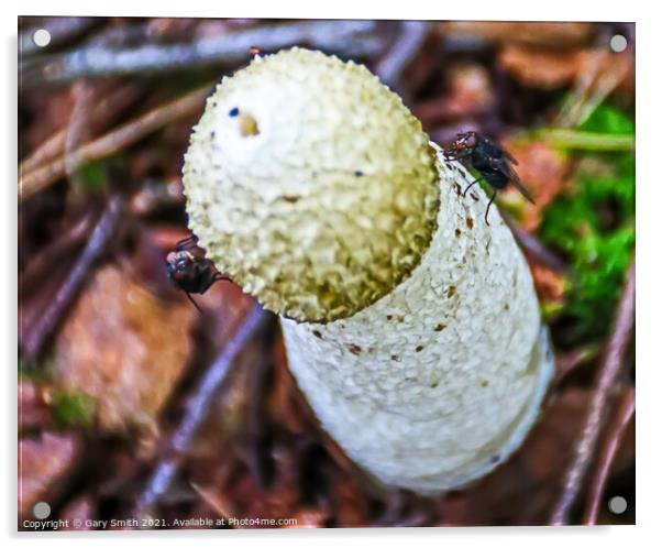 Stinkhorn Fungi Closeup Acrylic by GJS Photography Artist