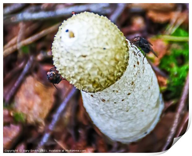 Stinkhorn Fungi Closeup Print by GJS Photography Artist