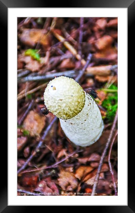 Stinkhorn Fungi With Flies Framed Mounted Print by GJS Photography Artist