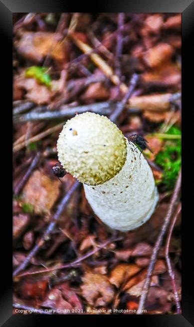 Stinkhorn Fungi With Flies Framed Print by GJS Photography Artist