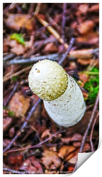Stinkhorn Fungi With Flies Print by GJS Photography Artist