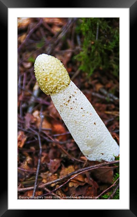 StinkHorn Fungi  Framed Mounted Print by GJS Photography Artist