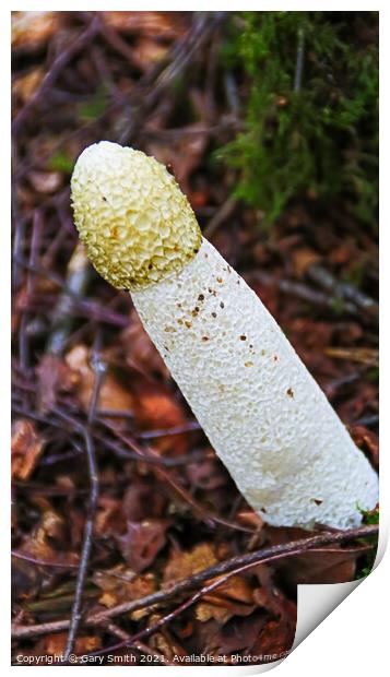 StinkHorn Fungi  Print by GJS Photography Artist