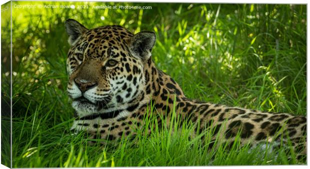 Jaguar Canvas Print by Adrian Rowley