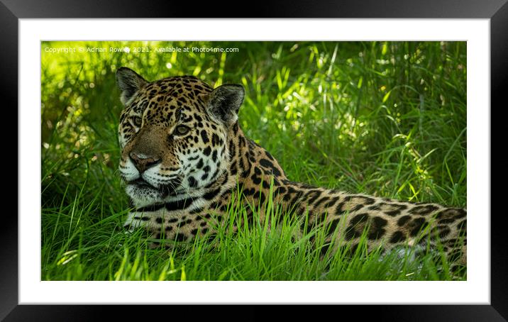 Jaguar Framed Mounted Print by Adrian Rowley