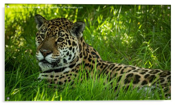 Jaguar Acrylic by Adrian Rowley