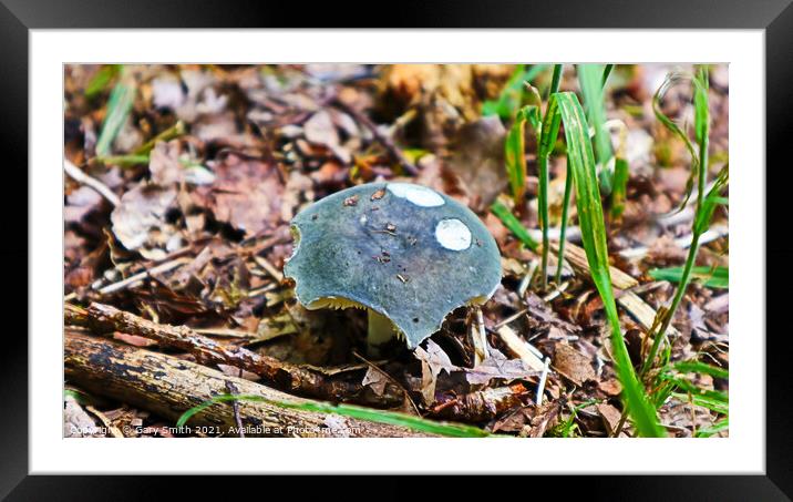 Blue Roundhead Framed Mounted Print by GJS Photography Artist
