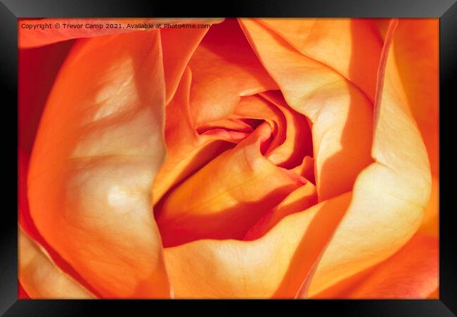 The Orange Rose Framed Print by Trevor Camp