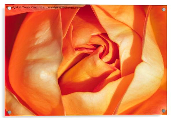 The Orange Rose Acrylic by Trevor Camp
