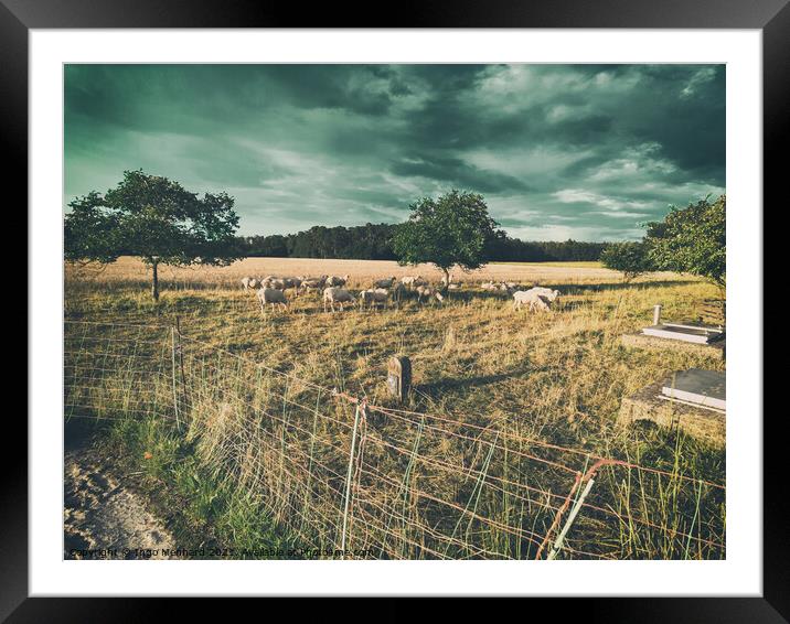 Storm Sheeps Framed Mounted Print by Ingo Menhard