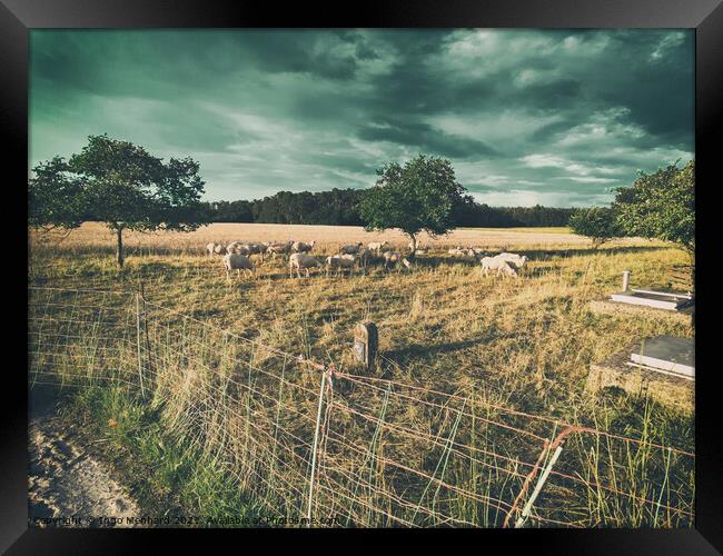 Storm Sheeps Framed Print by Ingo Menhard