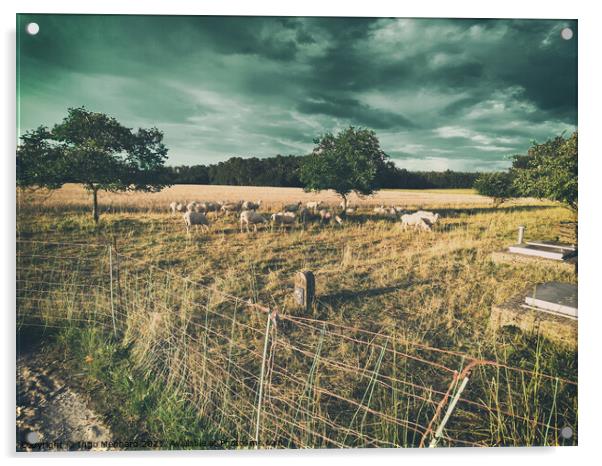 Storm Sheeps Acrylic by Ingo Menhard