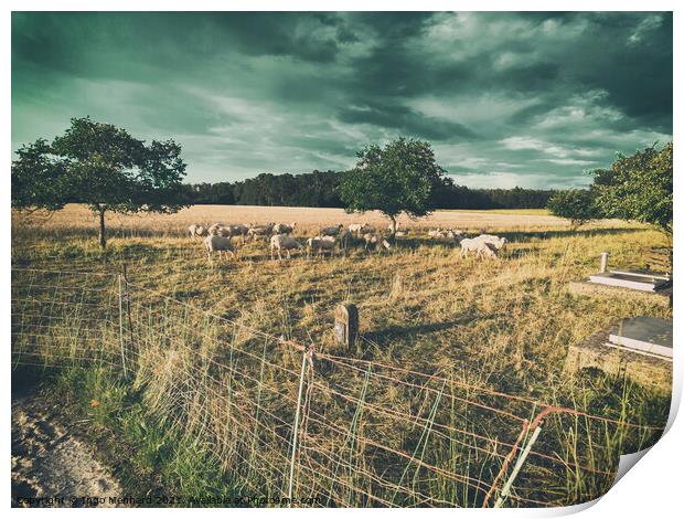 Storm Sheeps Print by Ingo Menhard