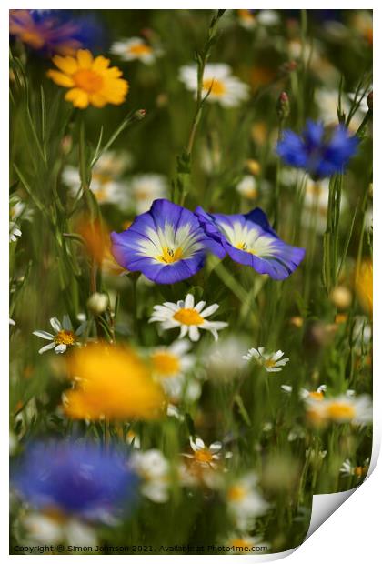 meadow Flowers Print by Simon Johnson