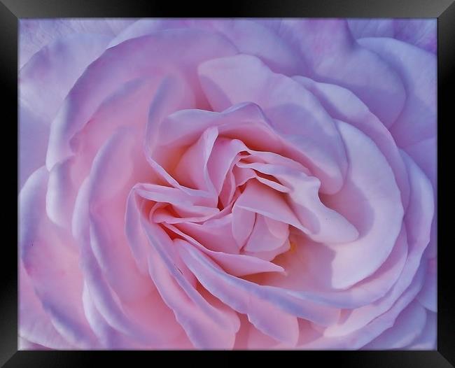 A Beautiful Baby Pink Rose. Framed Print by Becky Dix