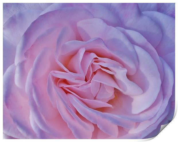 A Beautiful Baby Pink Rose. Print by Becky Dix