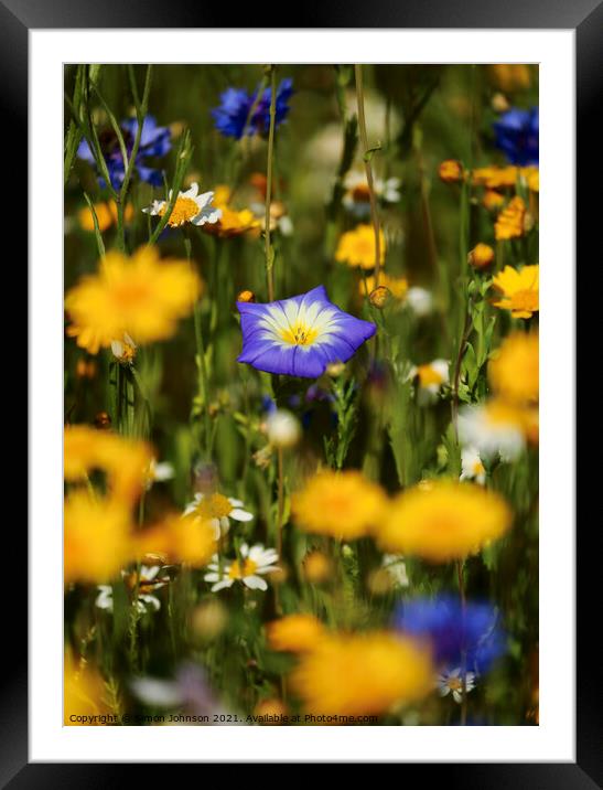 meadow  flowers Framed Mounted Print by Simon Johnson