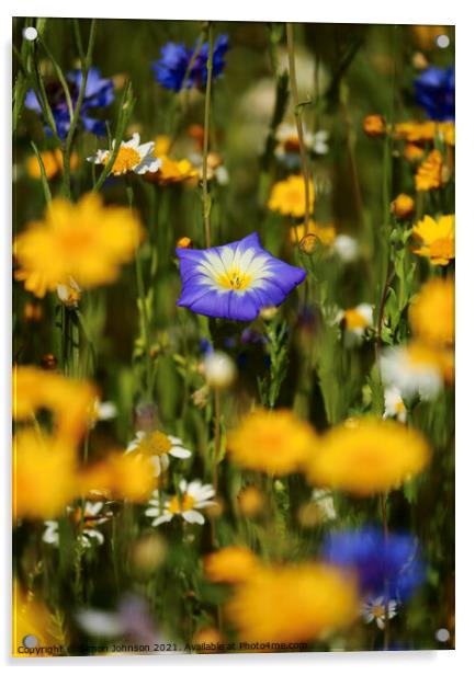 meadow  flowers Acrylic by Simon Johnson