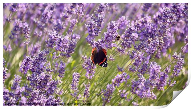 Lavender  flower butterfly and bee Print by Simon Johnson