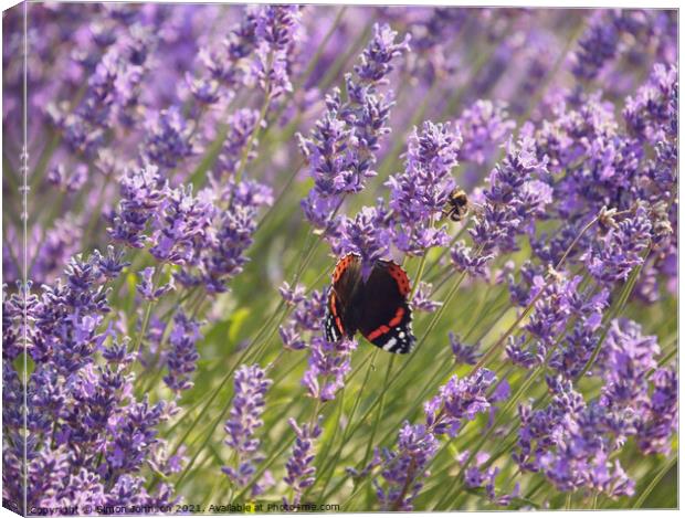 Lavender  flower butterfly and bee Canvas Print by Simon Johnson