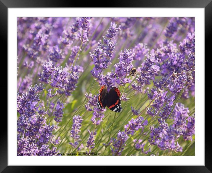 Lavender  flower butterfly and bee Framed Mounted Print by Simon Johnson