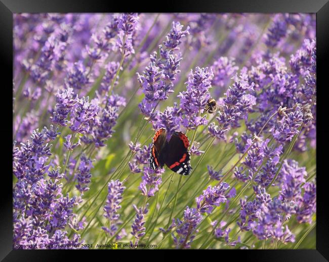 Lavender  flower butterfly and bee Framed Print by Simon Johnson