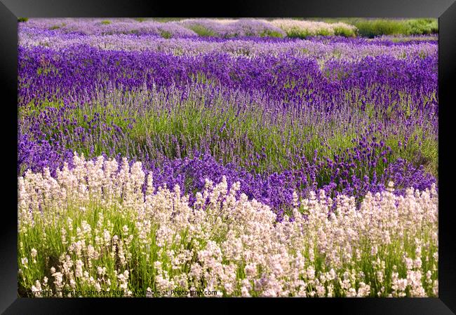 Lavender field Framed Print by Simon Johnson