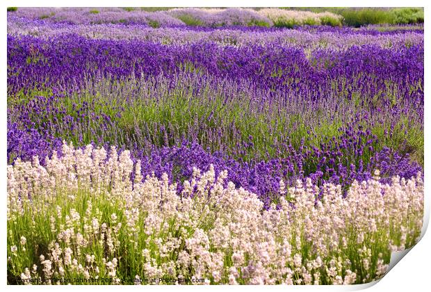 Lavender field Print by Simon Johnson