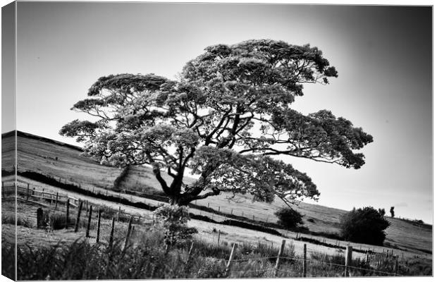 The tree on the hill Canvas Print by David McCulloch