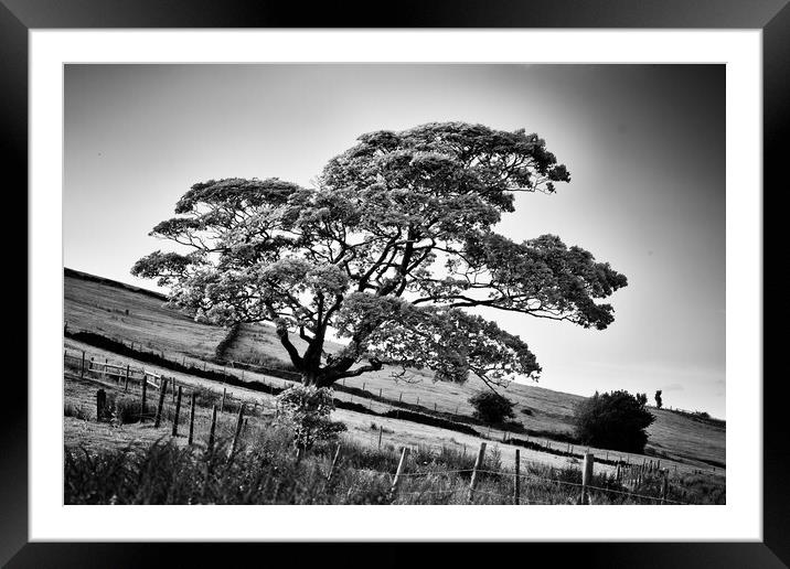 The tree on the hill Framed Mounted Print by David McCulloch