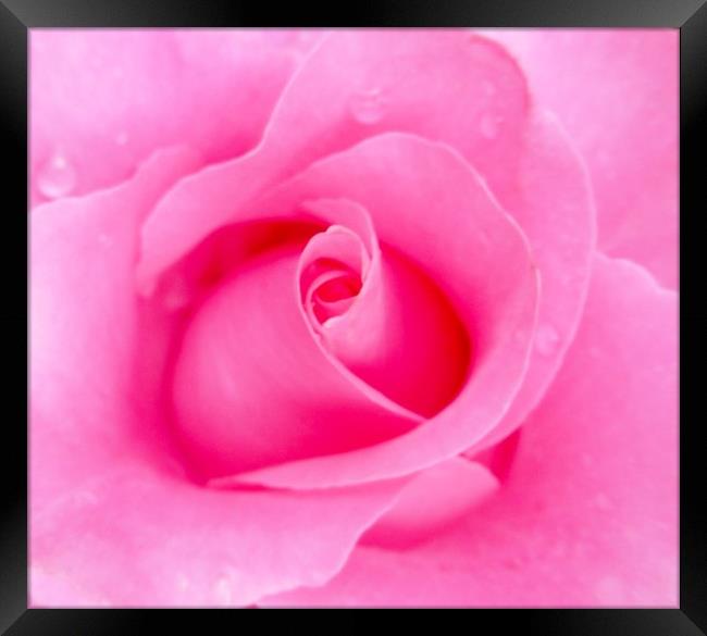A Beautiful shocking Pink Rose. Framed Print by Becky Dix