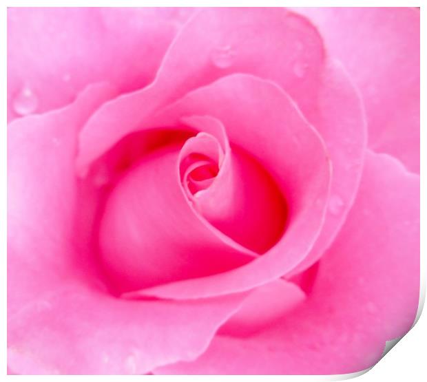 A Beautiful shocking Pink Rose. Print by Becky Dix
