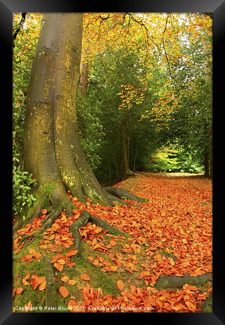 Golden Leaves and Autumn's Trees Framed Print by Peter Blunn