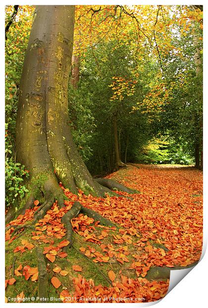 Golden Leaves and Autumn's Trees Print by Peter Blunn