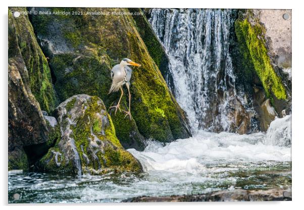 Grey heron (Ardea cinerea) Acrylic by Beata Aldridge