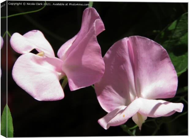 Pink Sweet Pea Blossom Canvas Print by Nicola Clark