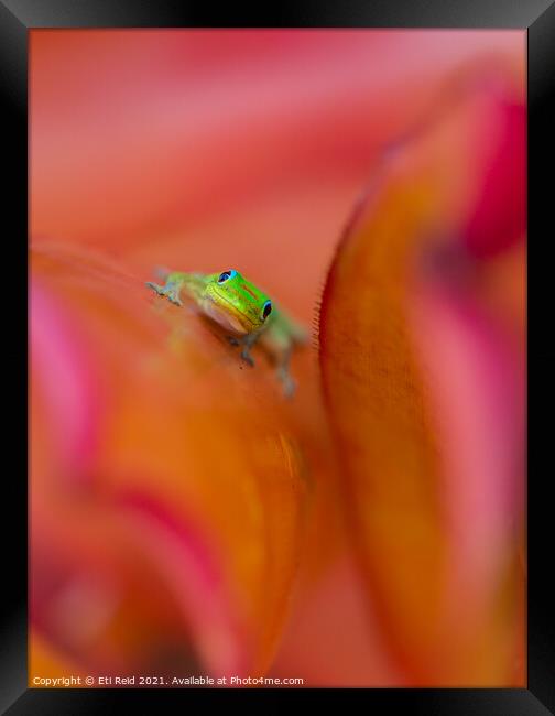 Hawaiian gold dust day gecko portrait Framed Print by Eti Reid