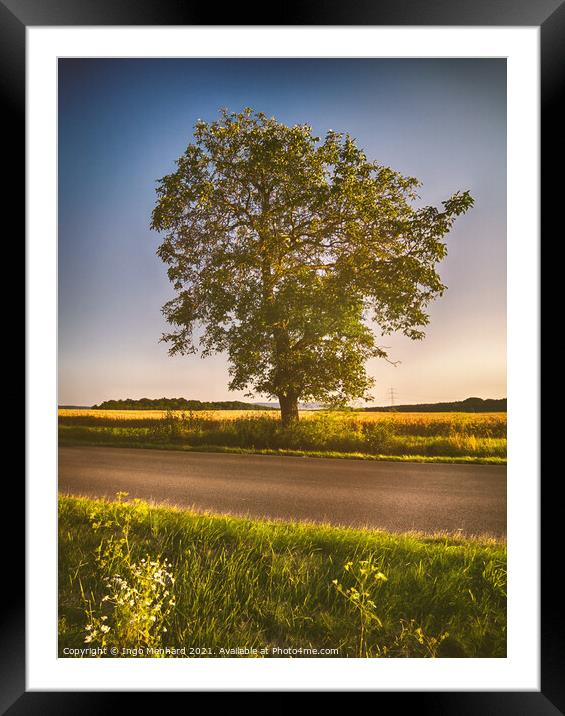 The lonely tree at the street Framed Mounted Print by Ingo Menhard