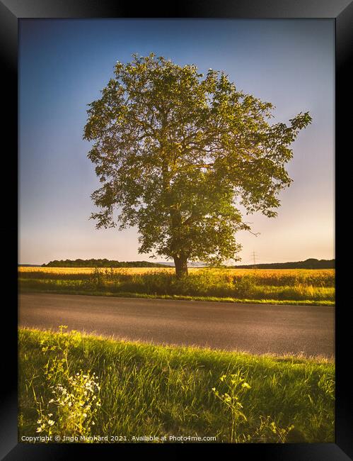 The lonely tree at the street Framed Print by Ingo Menhard