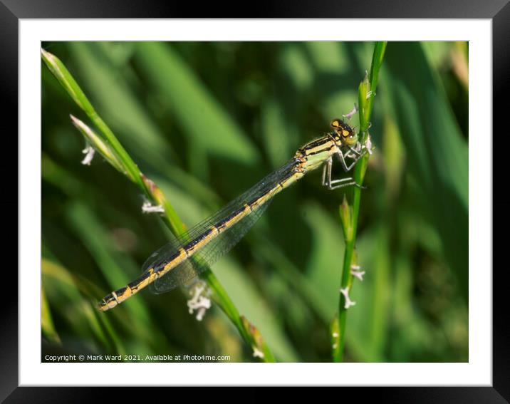 Small Damselfly/Dragonfly Framed Mounted Print by Mark Ward