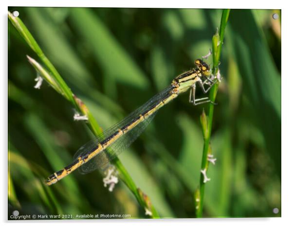 Small Damselfly/Dragonfly Acrylic by Mark Ward