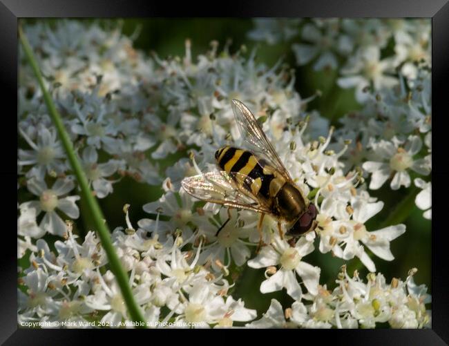 Hoverfly on Cow Parsley. Framed Print by Mark Ward