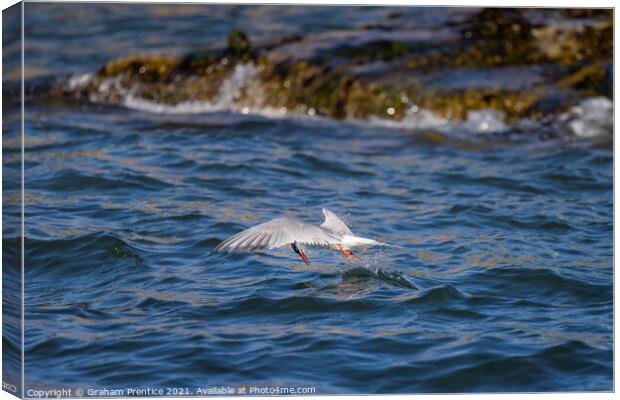 Roseate Tern Canvas Print by Graham Prentice