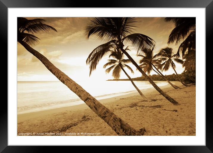 Palm trees, Grand Anse des Salines, Martinique, Caribbean Framed Mounted Print by Justin Foulkes