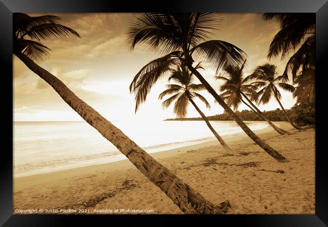 Palm trees, Grand Anse des Salines, Martinique, Caribbean Framed Print by Justin Foulkes