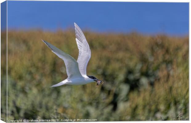 Roseate Tern with Fish Canvas Print by Graham Prentice