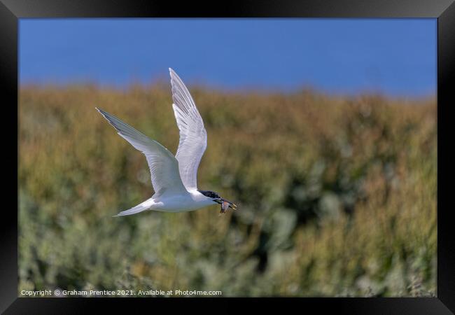 Roseate Tern with Fish Framed Print by Graham Prentice