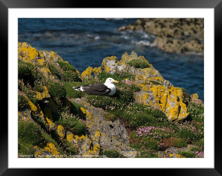 Great Black Backed Gull, Larus Marinus Framed Mounted Print by Photimageon UK