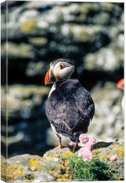 Common Puffin (Fratercula arctica) Canvas Print by Photimageon UK